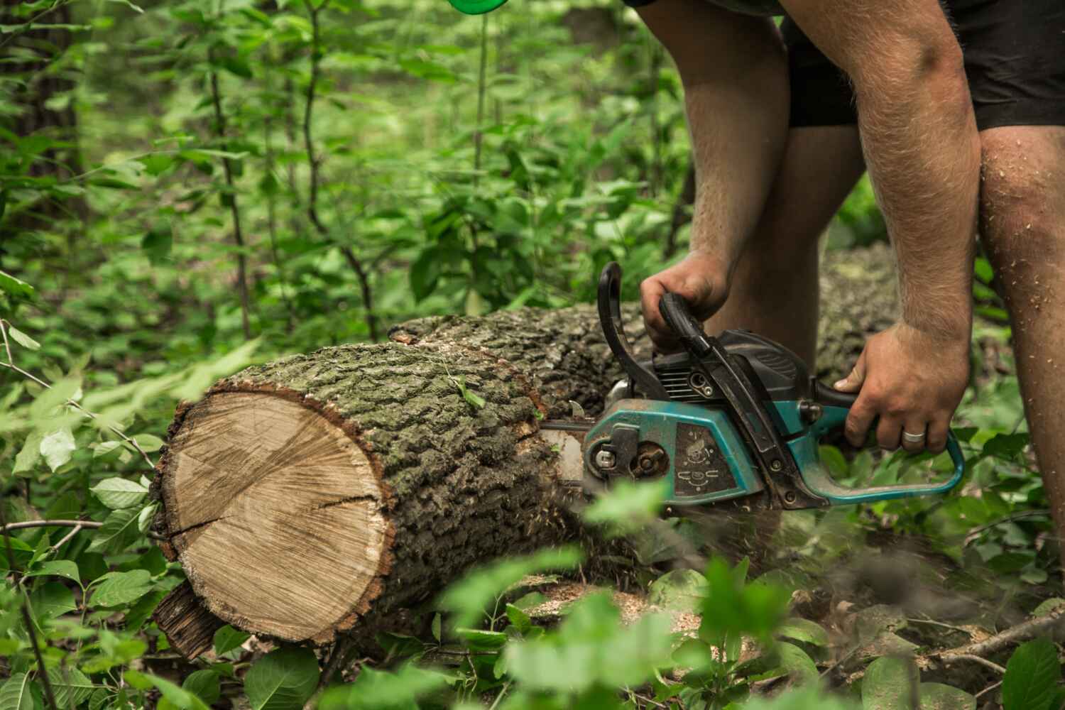 Tree Removal for Businesses in Candler Mcafee, GA